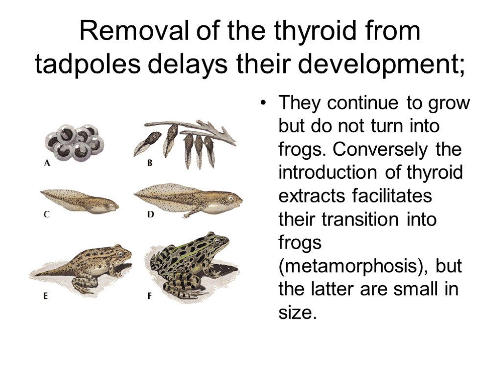 Removal of the thyroid from tadpoles delays their development; They continue to grow but